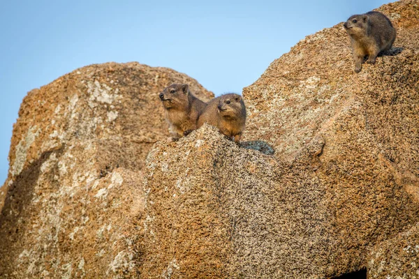 Dassies rocheuses assises sur des rochers . — Photo