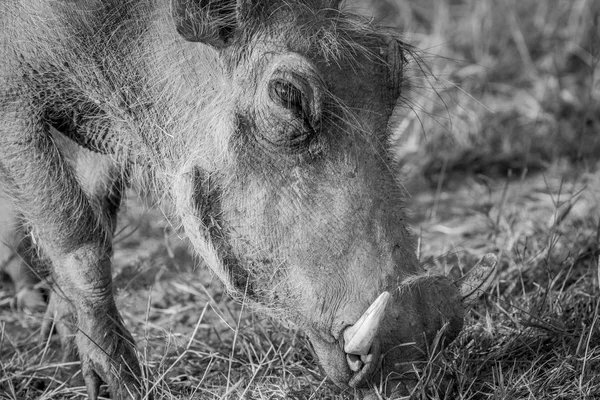 Fechar de um Warthog comendo . — Fotografia de Stock
