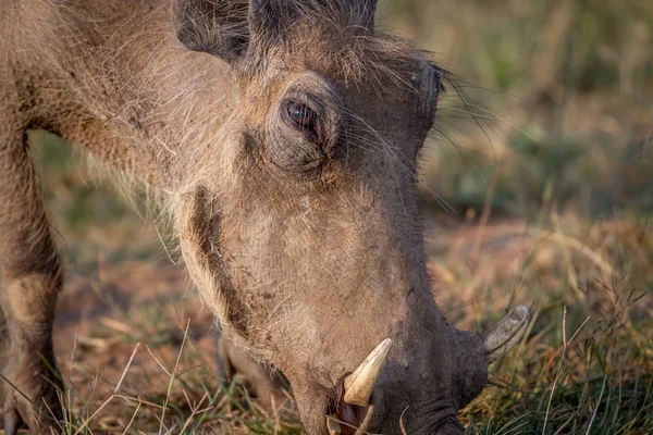 Close up of a Warthog eating. — Stock Photo, Image