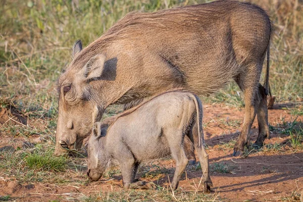 Mãe e bebê Warthog comer grama . — Fotografia de Stock