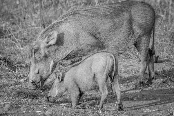 Mor och baby Warthog äter gräs. — Stockfoto