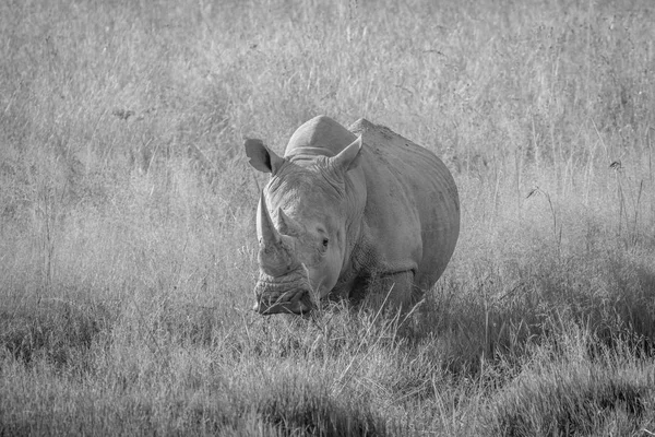 Big White rhino touro de pé na grama . — Fotografia de Stock