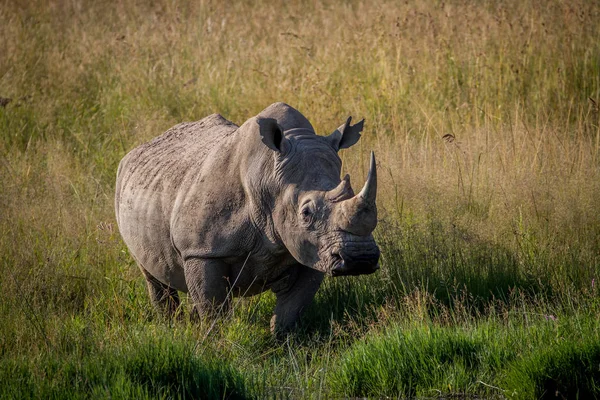 Büyük beyaz rhino ayakta çim boğa. — Stok fotoğraf