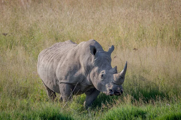 Big White rhino touro de pé na grama . — Fotografia de Stock