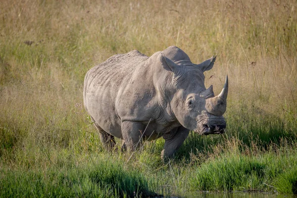 Ayakta su çim beyaz rhino bull. — Stok fotoğraf