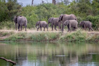 Fil sürüsü yanında su yürüme.