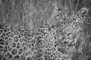 Leopar yüksek otlar gizleme.