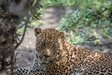 Büyük bir erkek leopar yakın çekim.