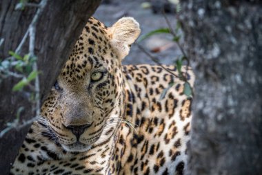 Bir ağacın arkasında büyük erkek leopar gizleme.