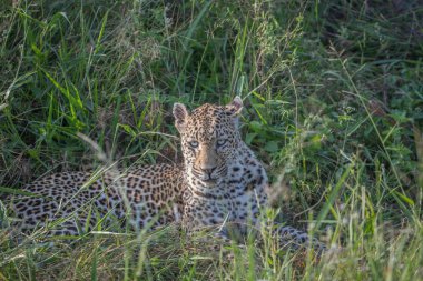 Kruger çim döşeme leopar.