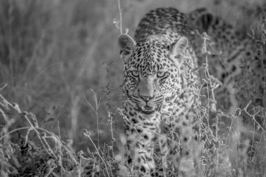 Genç kamera doğru yürüyüş leopar.