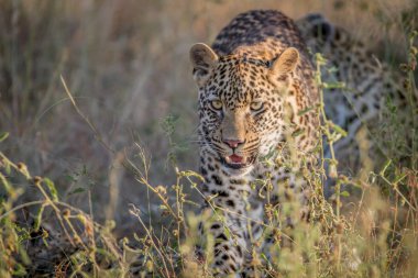 Genç kamera doğru yürüyüş leopar.
