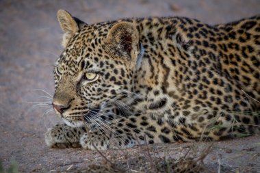 Genç kız kardeşi takip leopar.