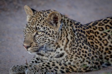 Genç kız kardeşi takip leopar.