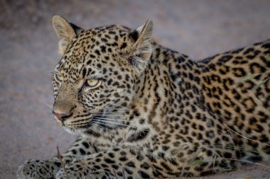 Genç kız kardeşi takip leopar.