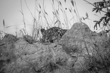 Genç bir termit monte bırakmasını leopar.