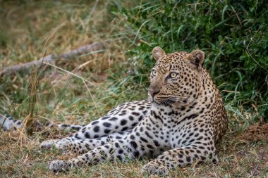 Çim döşeme büyük erkek leopar.