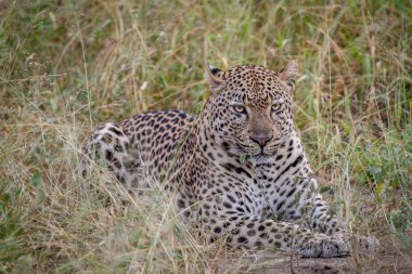 Çim döşeme büyük erkek leopar.