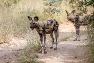 Yolda duran iki Afrika Vahşi köpekler.