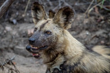bir Afrika yaban köpeği yakın çekim.