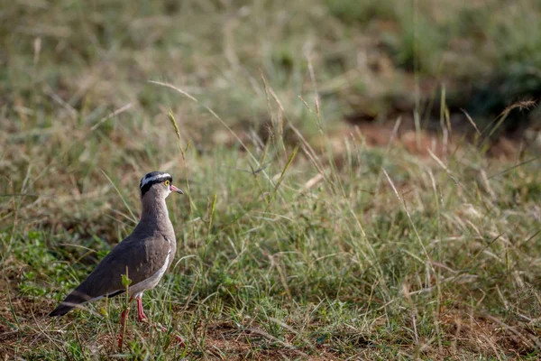 Crowned lapwing walking in the grass. — Stock Photo, Image