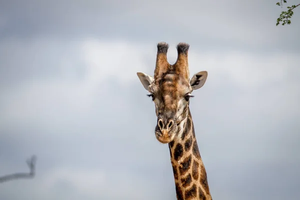 Gros plan d'une girafe masculine à Pilanesberg . — Photo