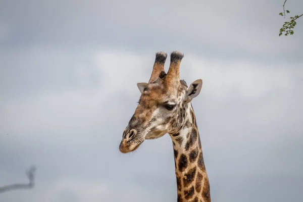 Gros plan d'une girafe masculine à Pilanesberg . — Photo