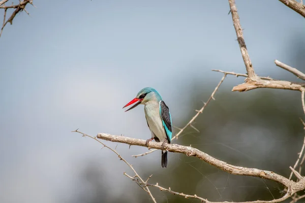 Waldeisvogel sitzt auf einem Ast. — Stockfoto