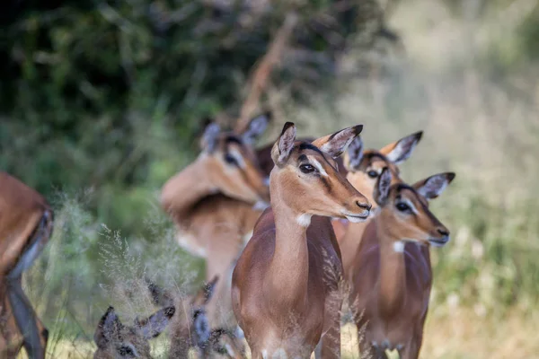 Kruger kadın Impalas sürüsü. — Stok fotoğraf