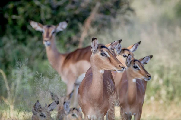 Manada de fêmeas Impalas em Kruger . — Fotografia de Stock