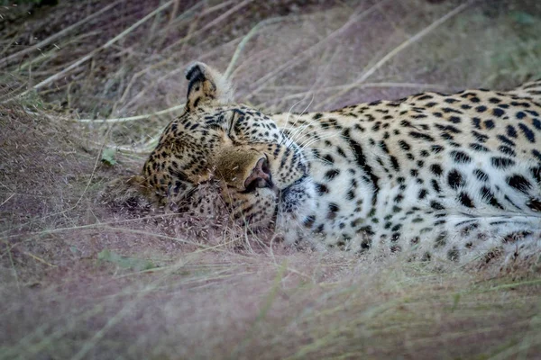 Leopardo fêmea deitado na grama . — Fotografia de Stock