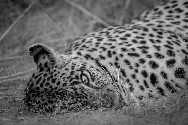 Женщина-леопард лежит в траве . — стоковое фото