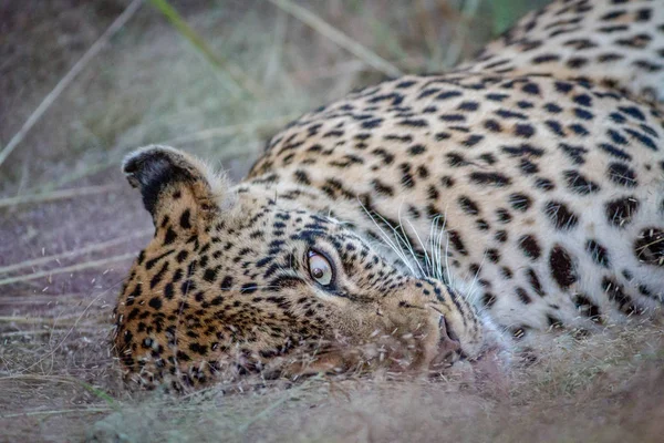 Vrouwelijke Leopard leggen in het gras. — Stockfoto