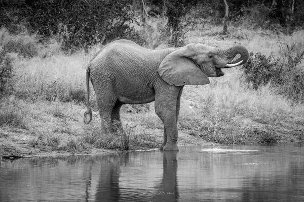 Elefante bebendo em uma barragem de água . — Fotografia de Stock