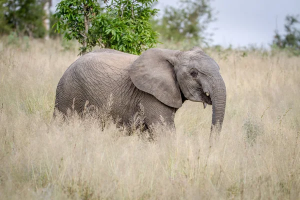 Jonge olifant staande in het hoge gras. — Stockfoto