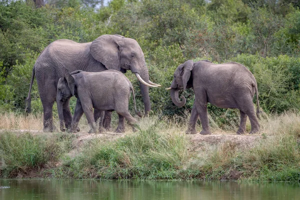 Fil sürüsü yanında su yürüme. — Stok fotoğraf