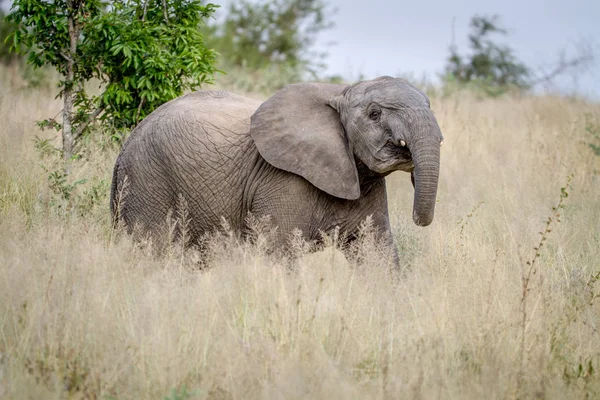 Jovem elefante em pé na grama alta . — Fotografia de Stock