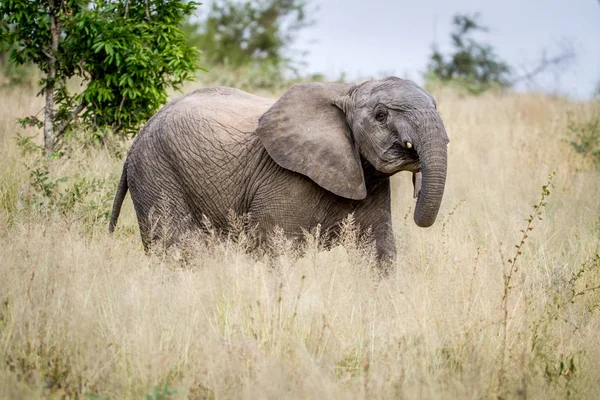 Elefante joven de pie en la hierba alta . — Foto de Stock