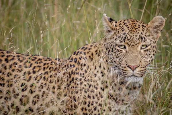 Leopard versteckt sich im hohen Gras. — Stockfoto