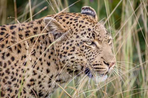 Leopardo escondido nas gramíneas altas . — Fotografia de Stock