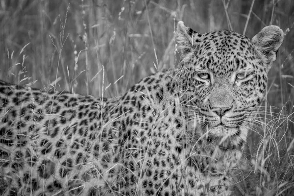 Leopardo escondido nas gramíneas altas . — Fotografia de Stock