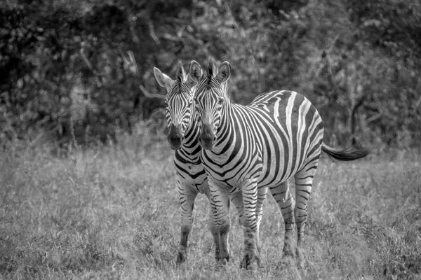 Duas zebras se unindo em Kruger . — Fotografia de Stock