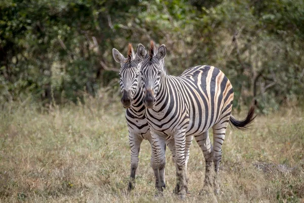 İki zebralar birlikte Kruger içinde yapıştırma. — Stok fotoğraf