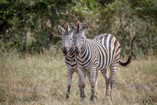 Two Zebras bonding together in the Kruger National Park, South Africa.