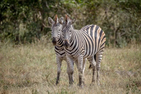 Dvě zebry lepení společně v Kruger. — Stock fotografie