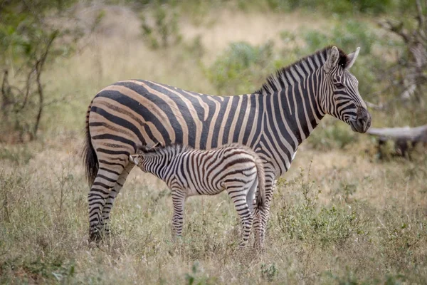 Baby Zebra suckling from his mother. — Stock Photo, Image