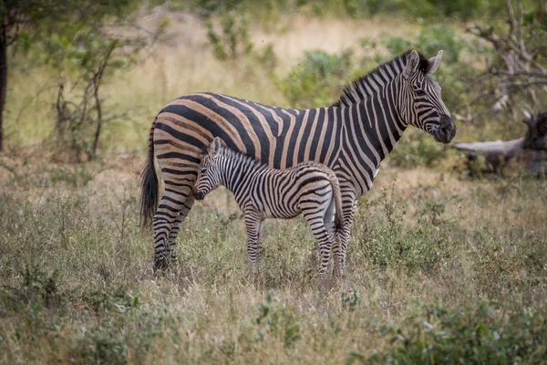 Mãe e bebê Zebra de pé na grama . — Fotografia de Stock