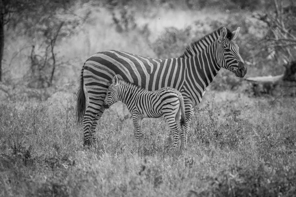 Madre e bambino Zebra in piedi nell'erba . — Foto Stock