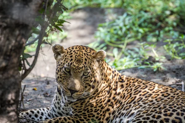 Fechar de um grande leopardo macho . — Fotografia de Stock