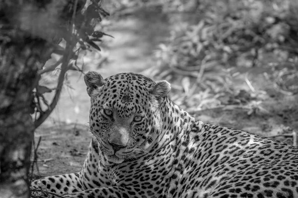 A nagy férfi Leopard közelről. — Stock Fotó